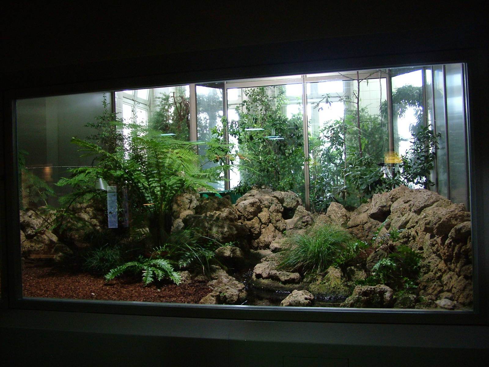 Tuatara Exhibit at Berlin Zoo Aquarium, 31/08/11
