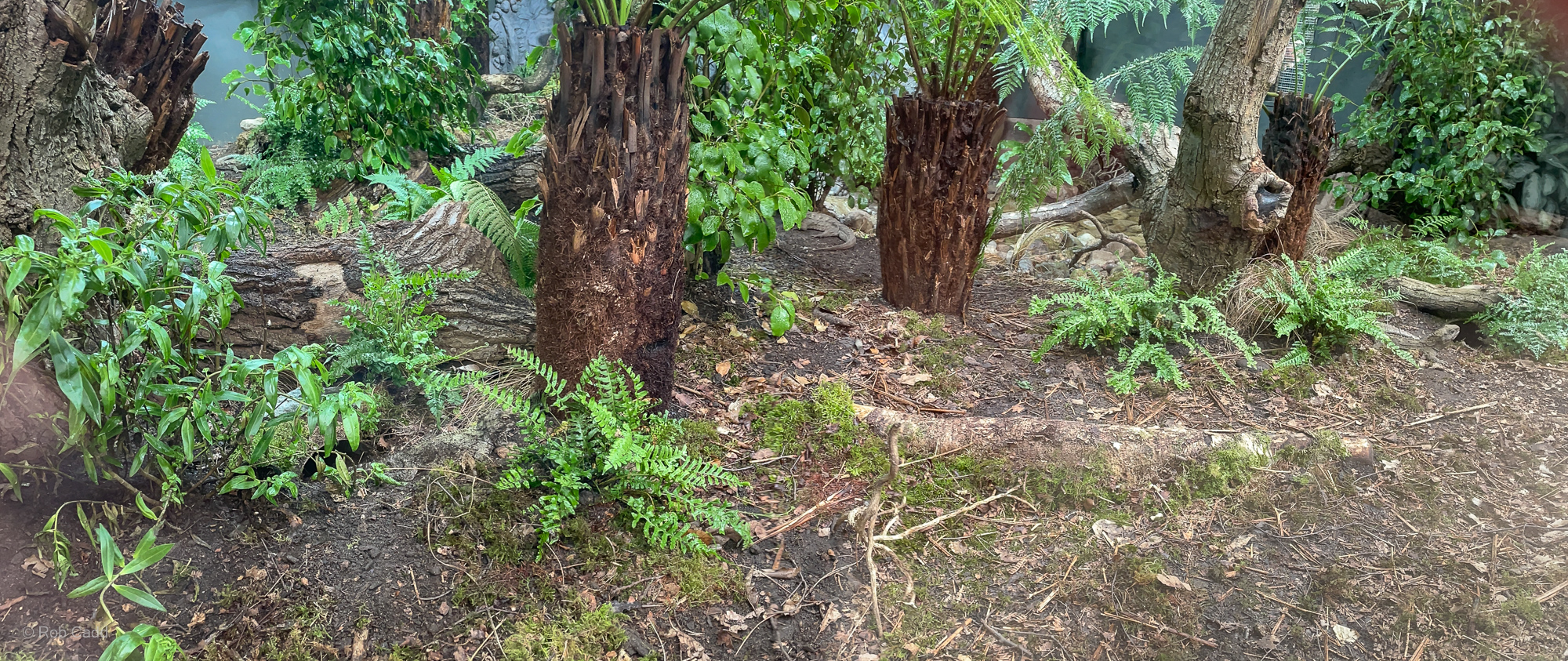Tuatara (exhibit) : Chester Zoo : 24 Jun 2024
