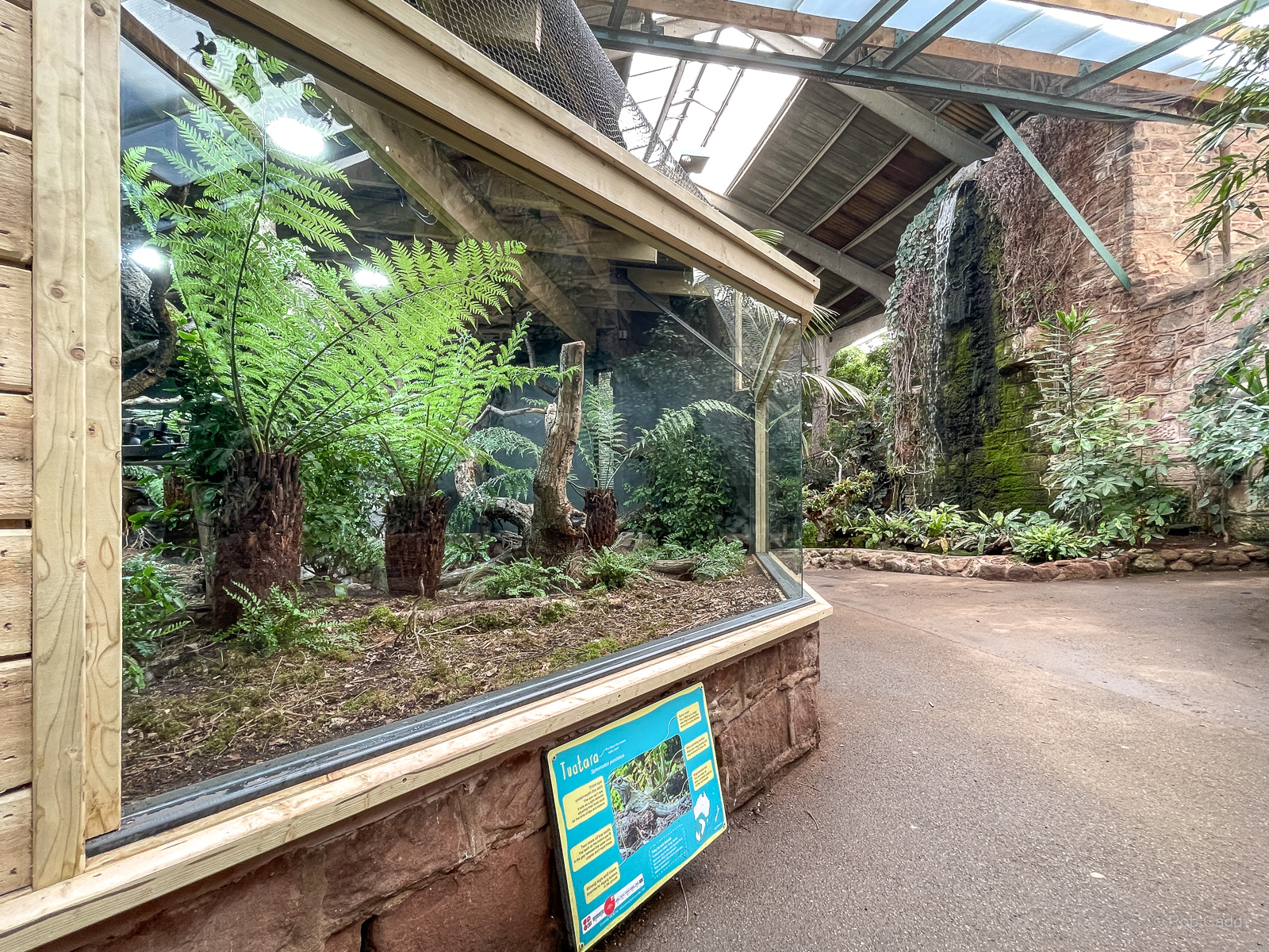 Tuatara (exhibit) : Chester Zoo : 24 Jun 2024