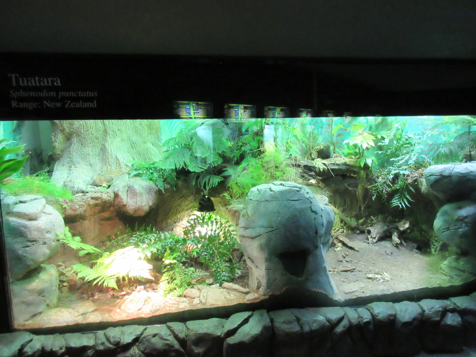 Tuatara Exhibit - sorry for the unavoidable glare