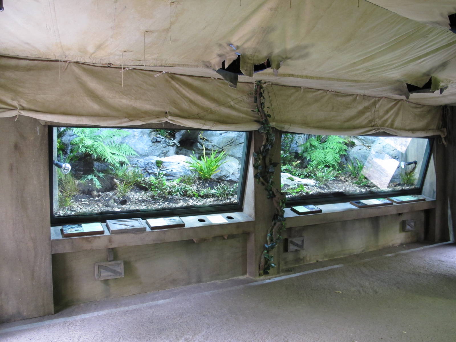 Tuatara Exhibit - Te Wao Nui, Auckland Zoo 2011