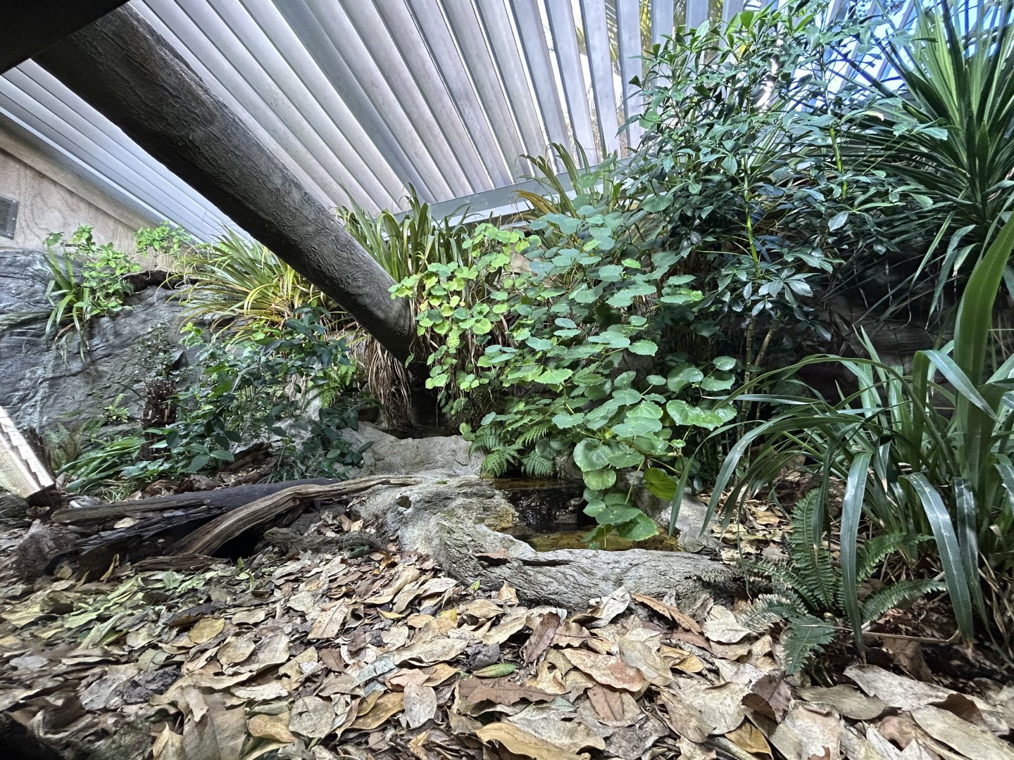 Tuatara Exhibit - Te Wao Nui