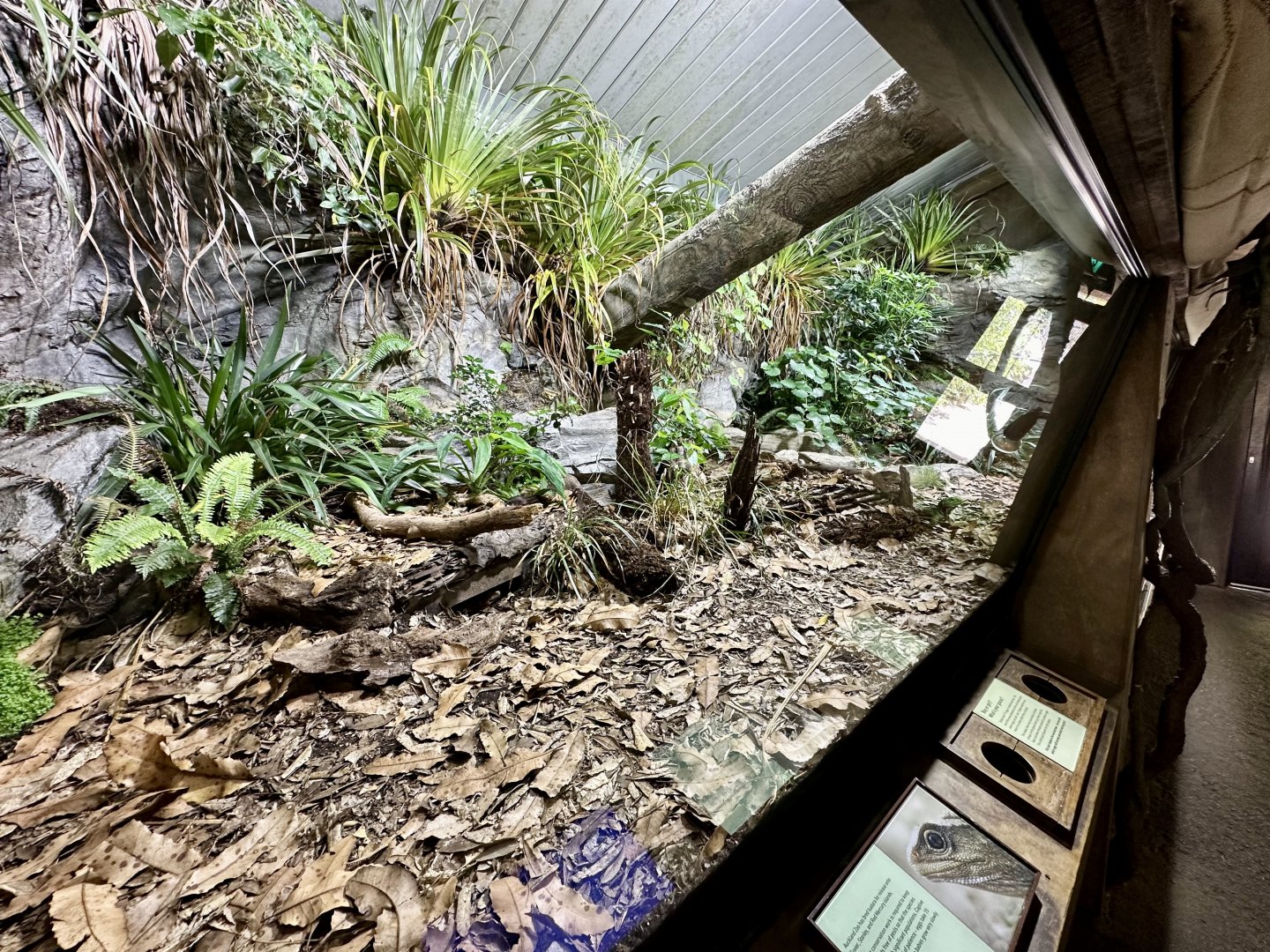 Tuatara Exhibit (The Islands)