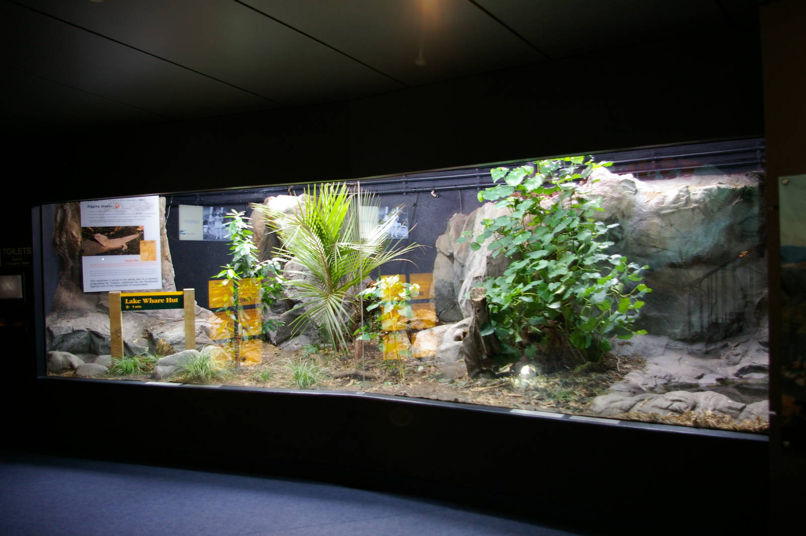 tuatara exhibit