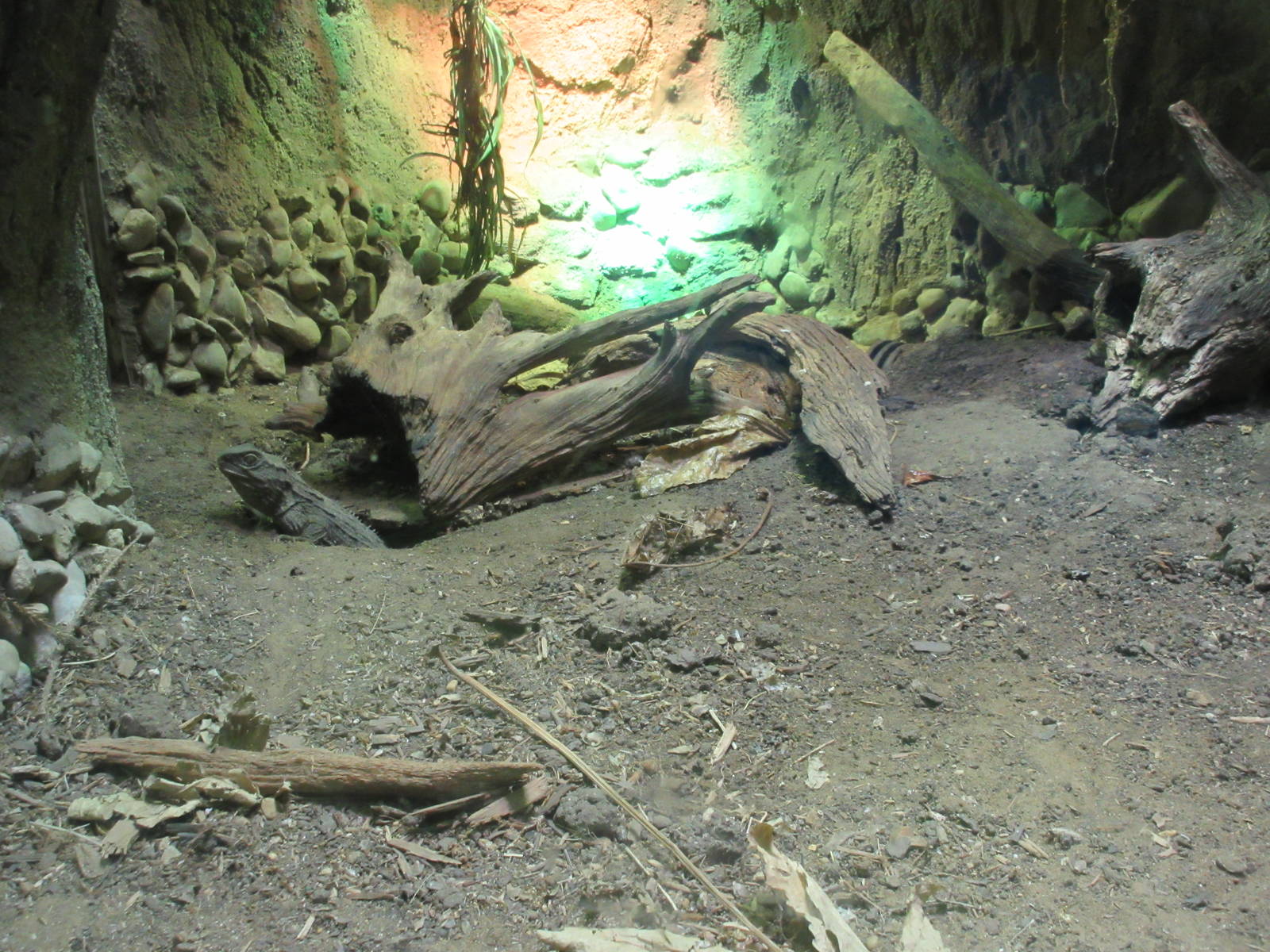 Tuatara Exhibit
