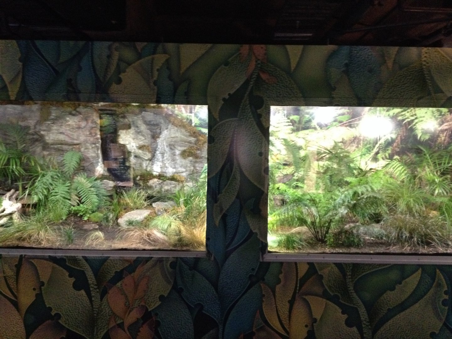 Tuatara exhibit