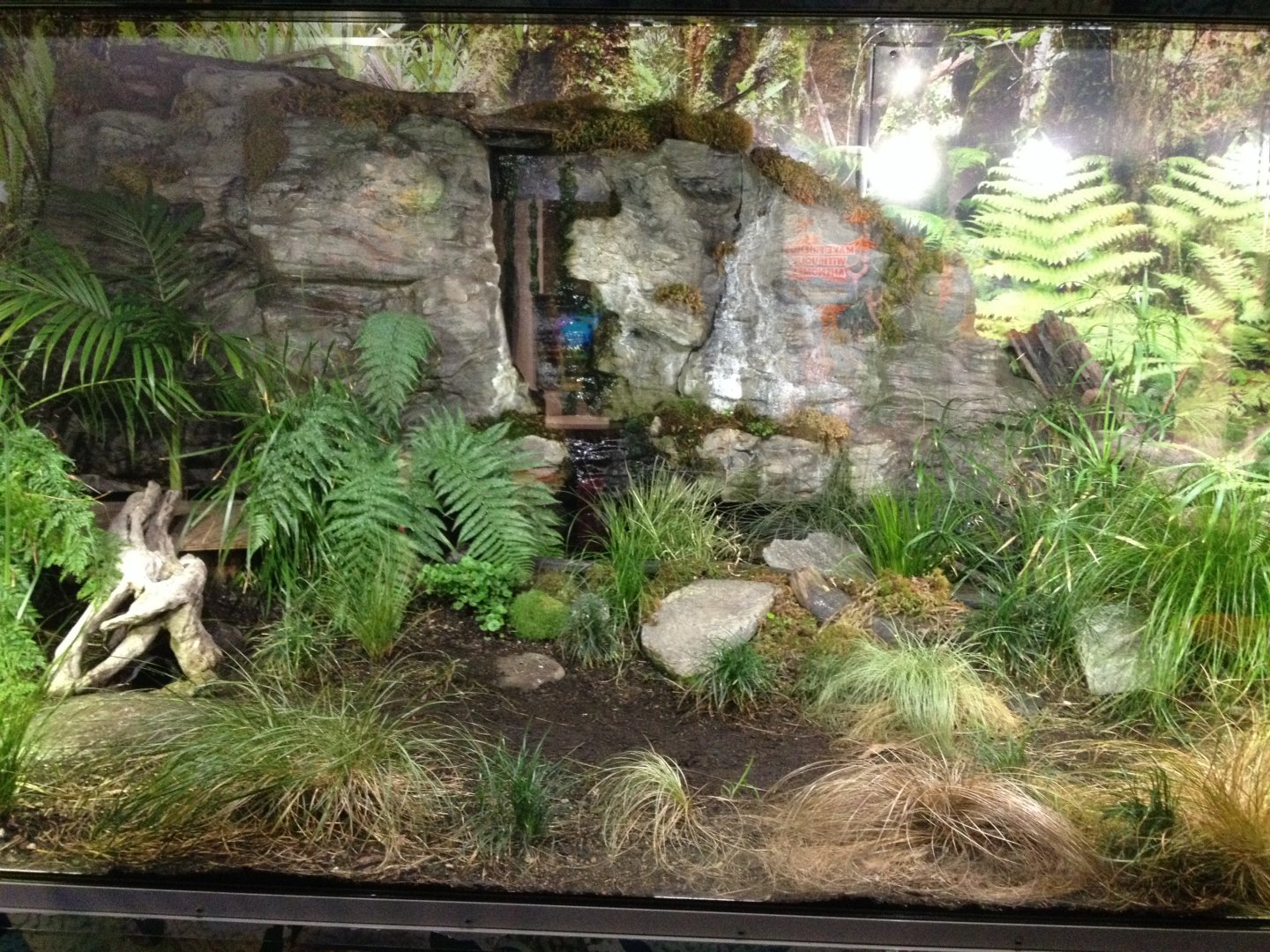 Tuatara exhibit