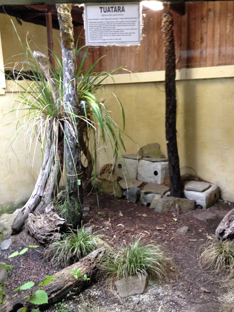 Tuatara exhibit