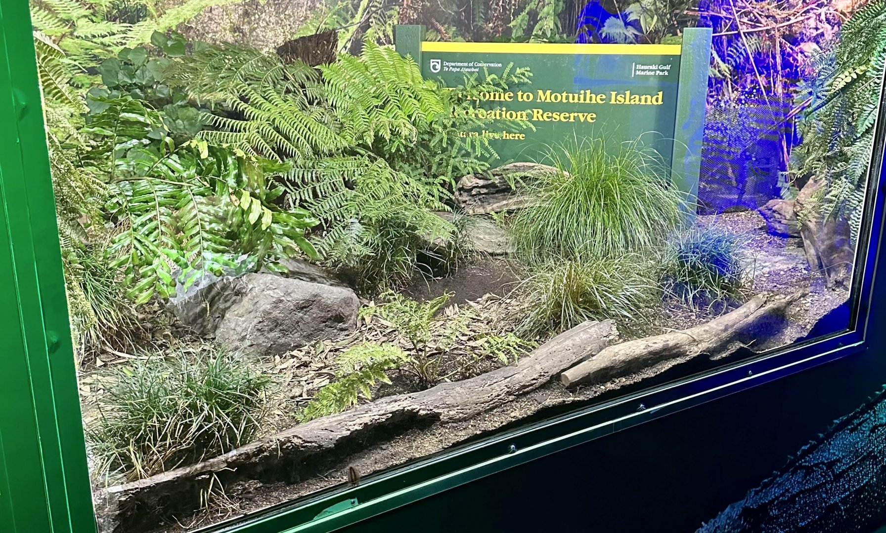Tuatara Exhibit