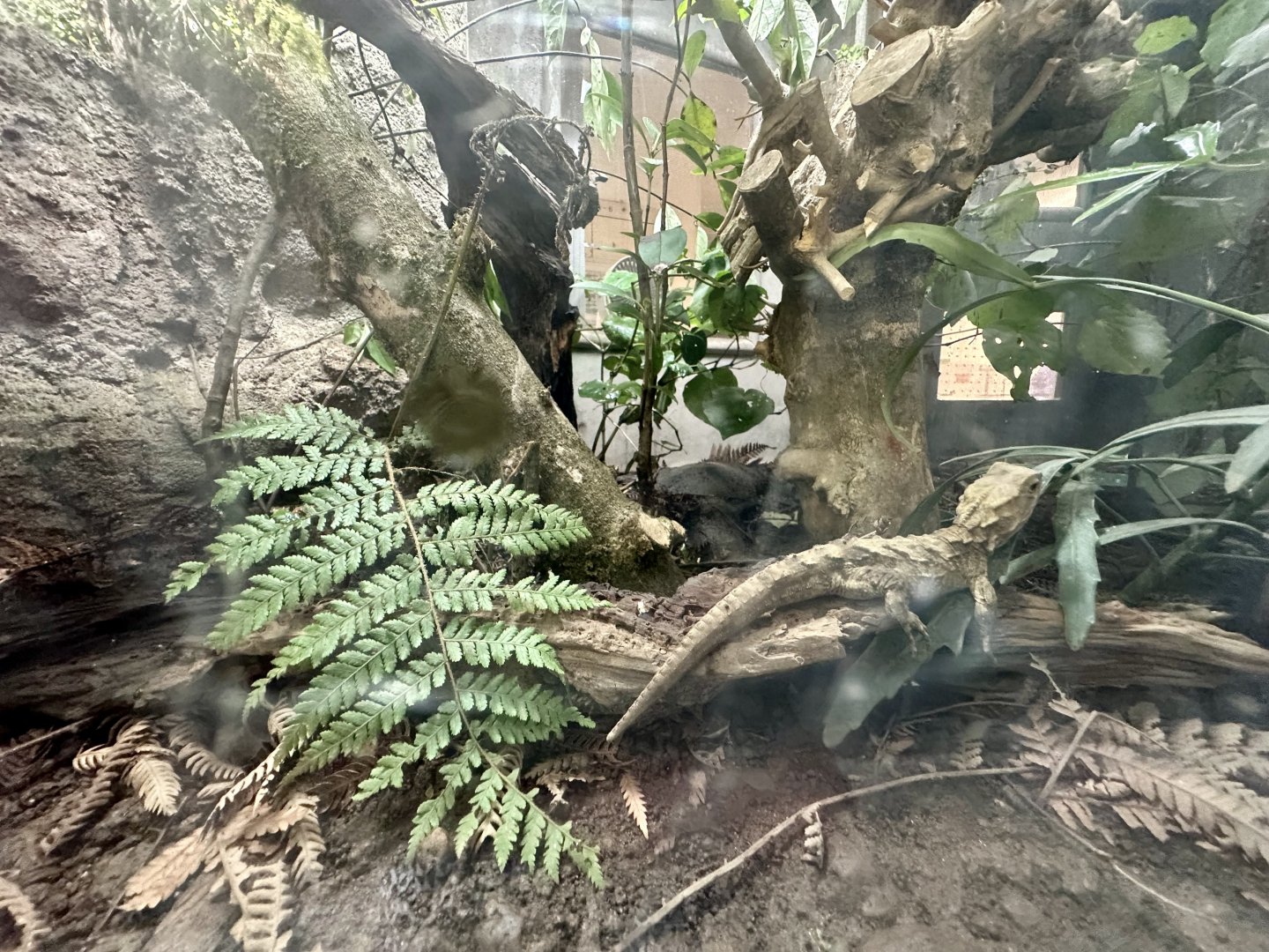 Tuatara Exhibit