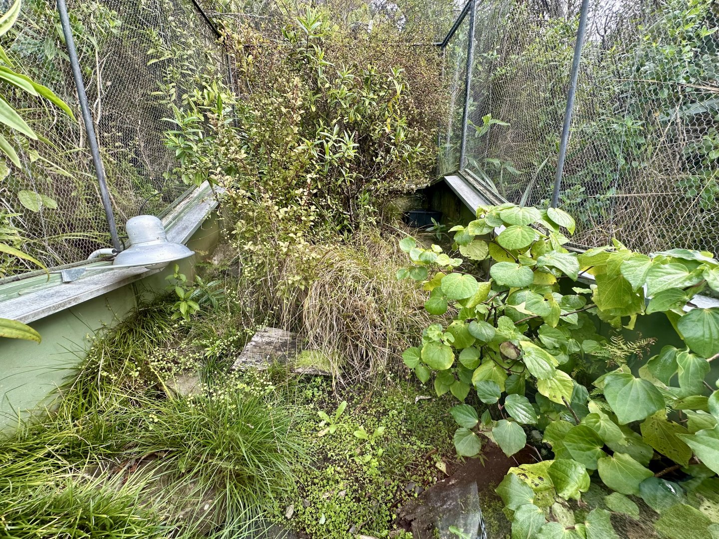Tuatara Exhibit