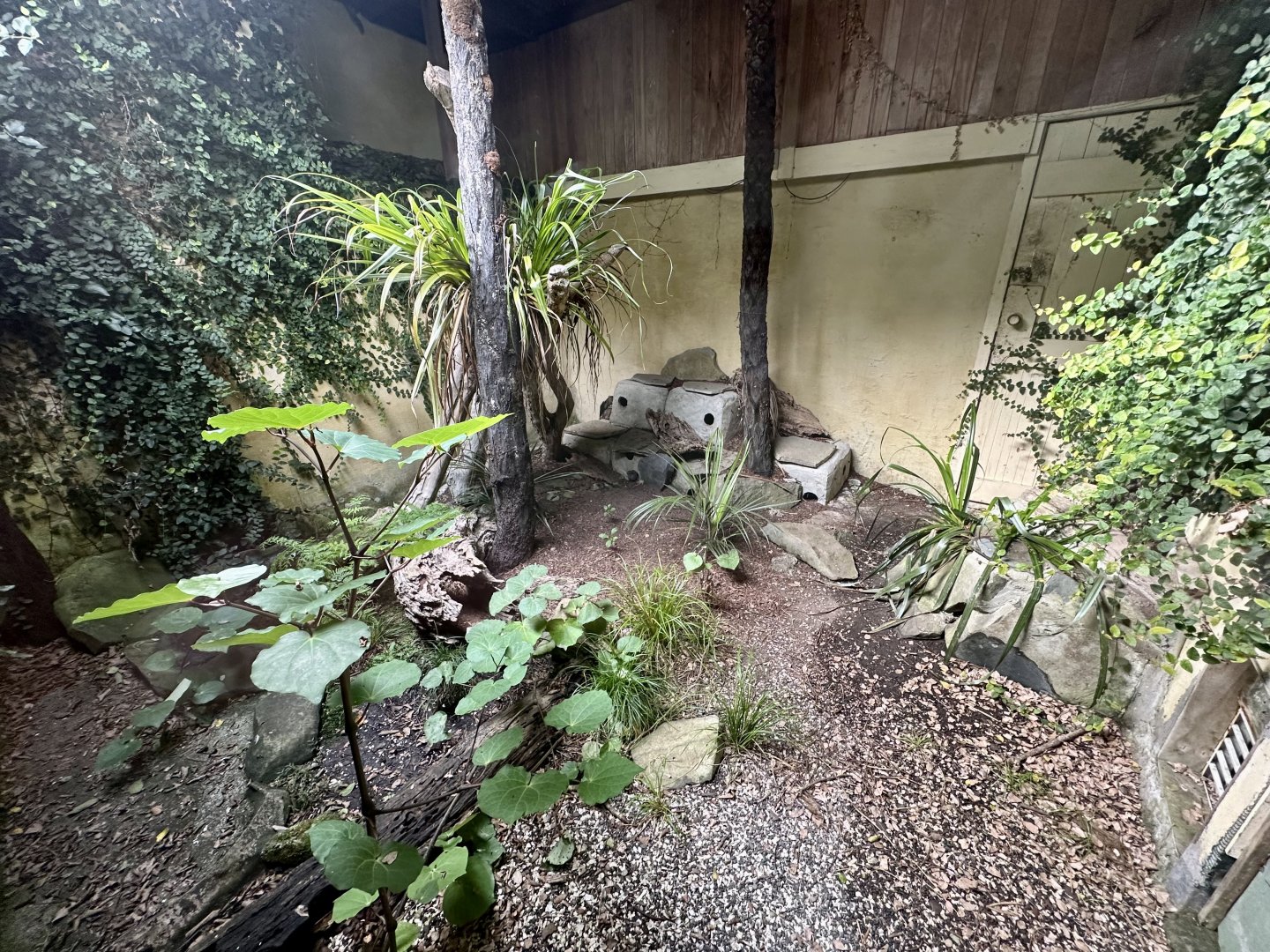 Tuatara Exhibit