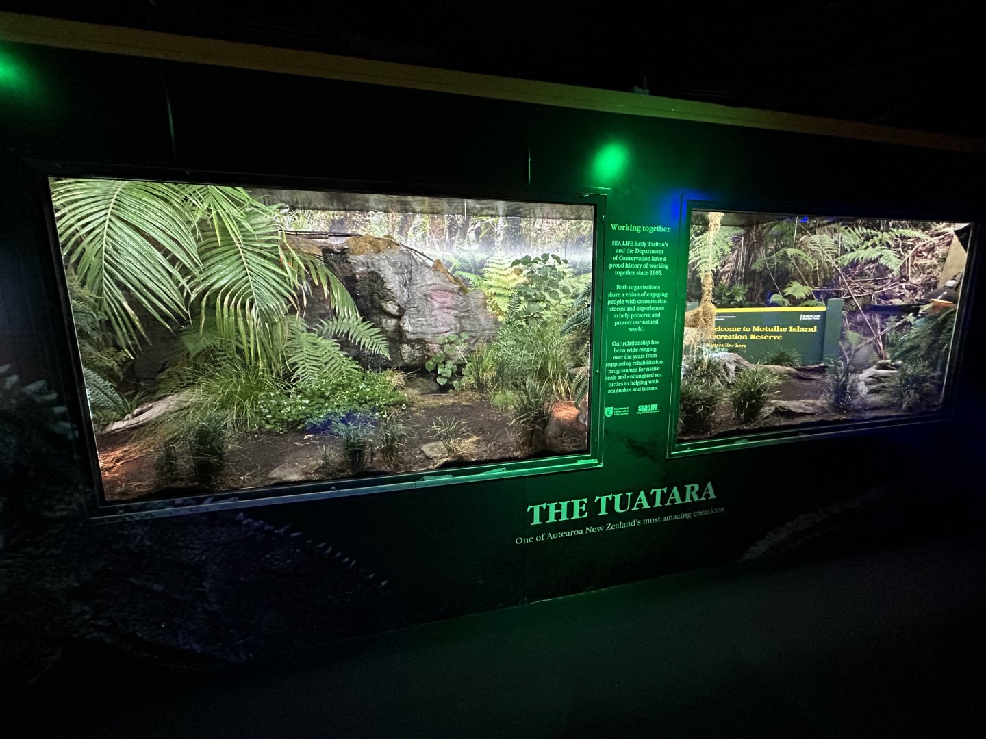 Tuatara Exhibit