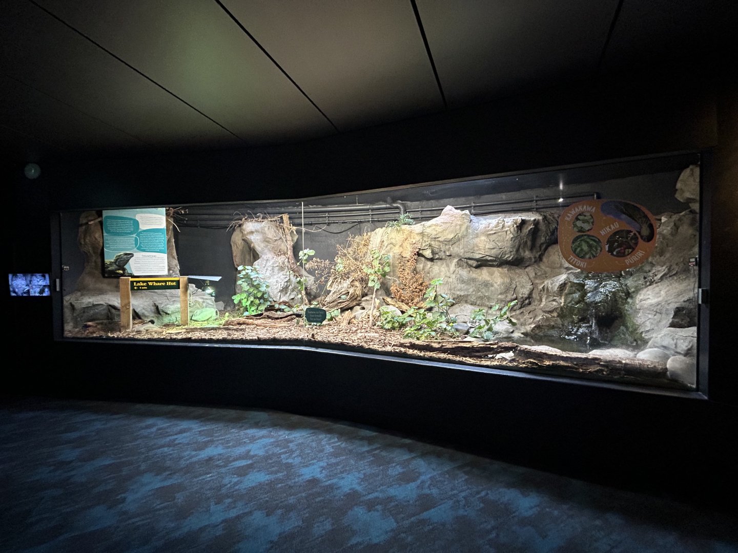 Tuatara Exhibit