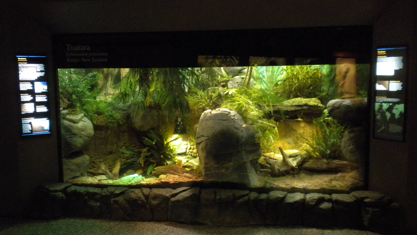 Tuatara exhibit