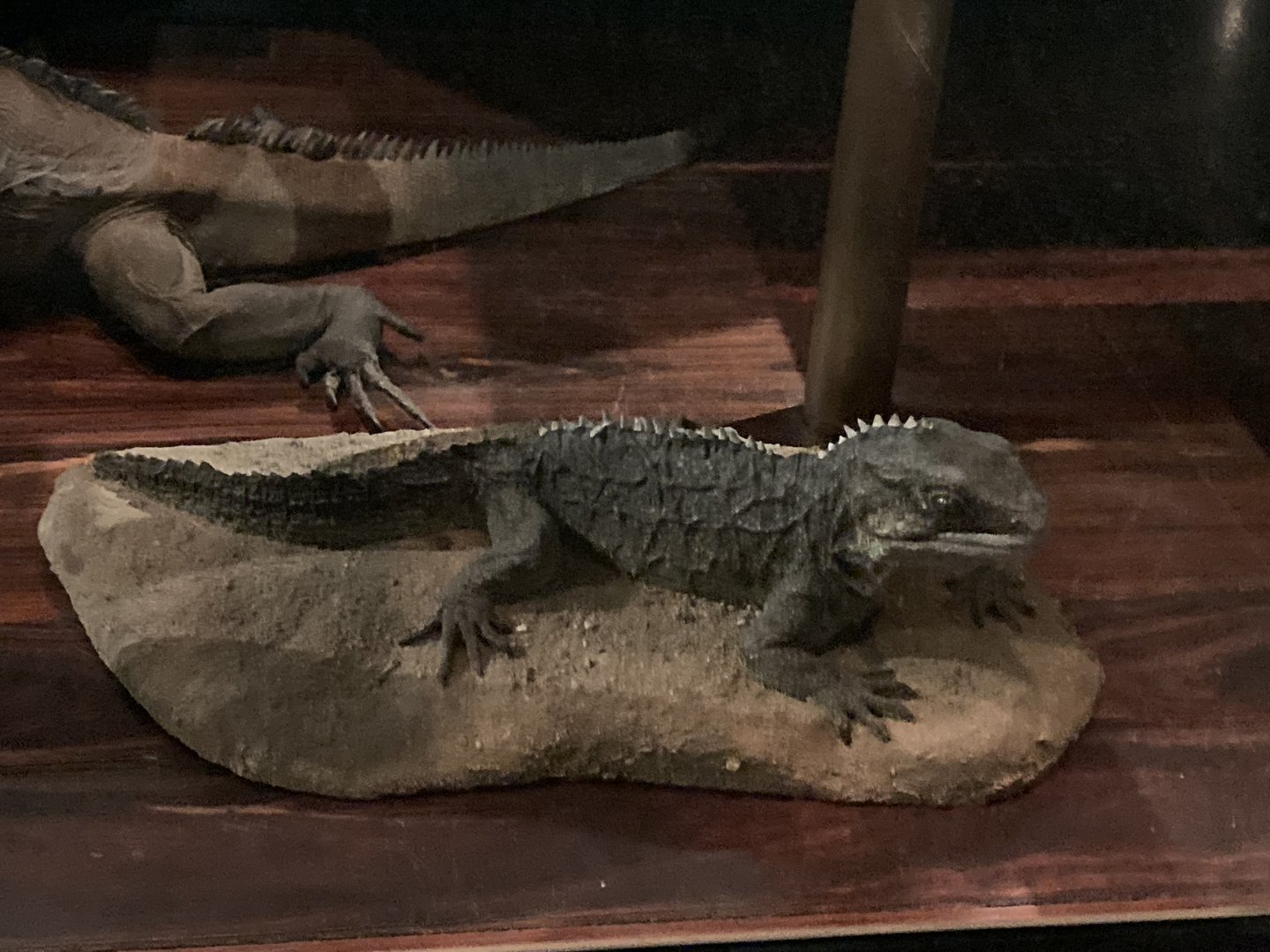 Tuatara - Hall of Biodiversity