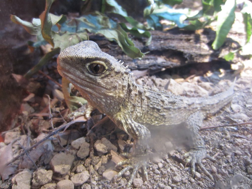 Tuatara hatchling (Sphenodon punctatus)