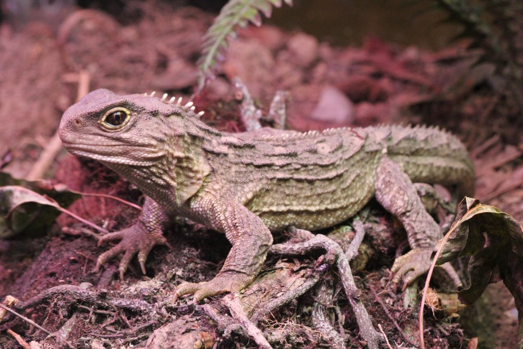 Tuatara hatchling (Sphenodon punctatus)