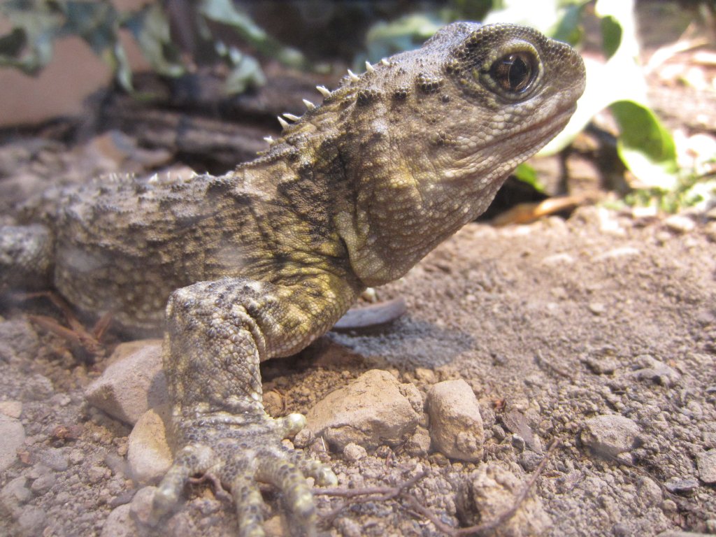 Tuatara hatchling (Sphenodon punctatus)