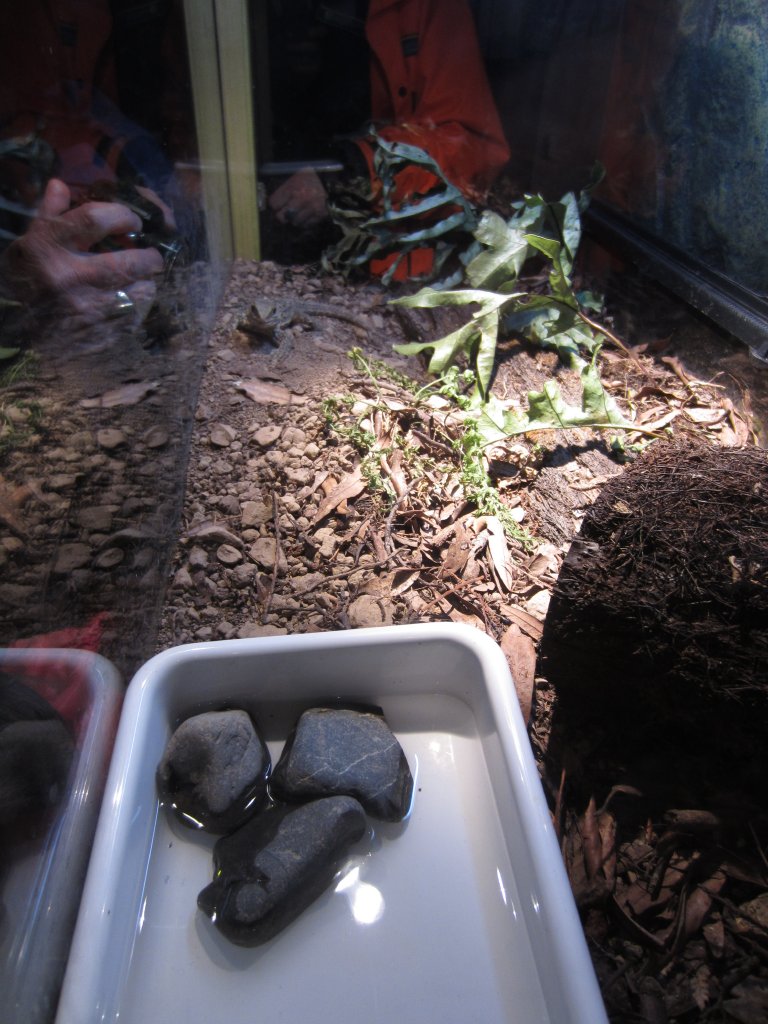 Tuatara hatchling tank