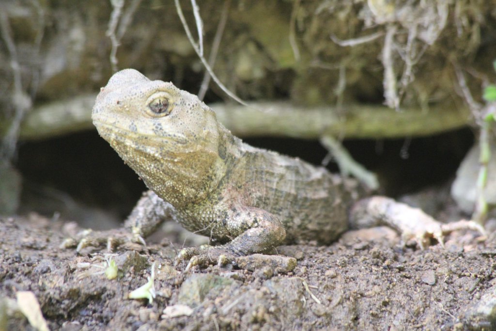 Tuatara hatchling