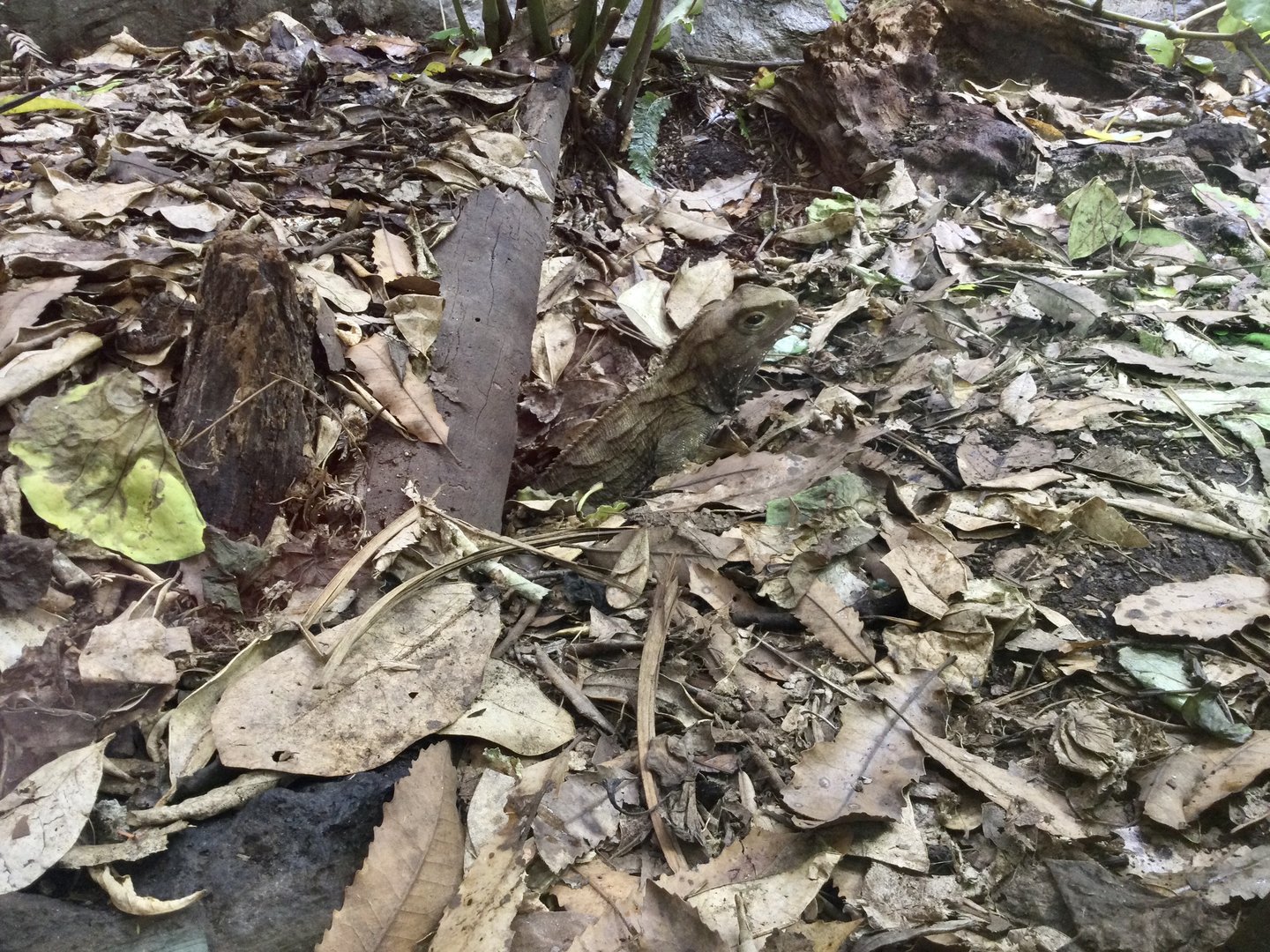 Tuatara in Burrow