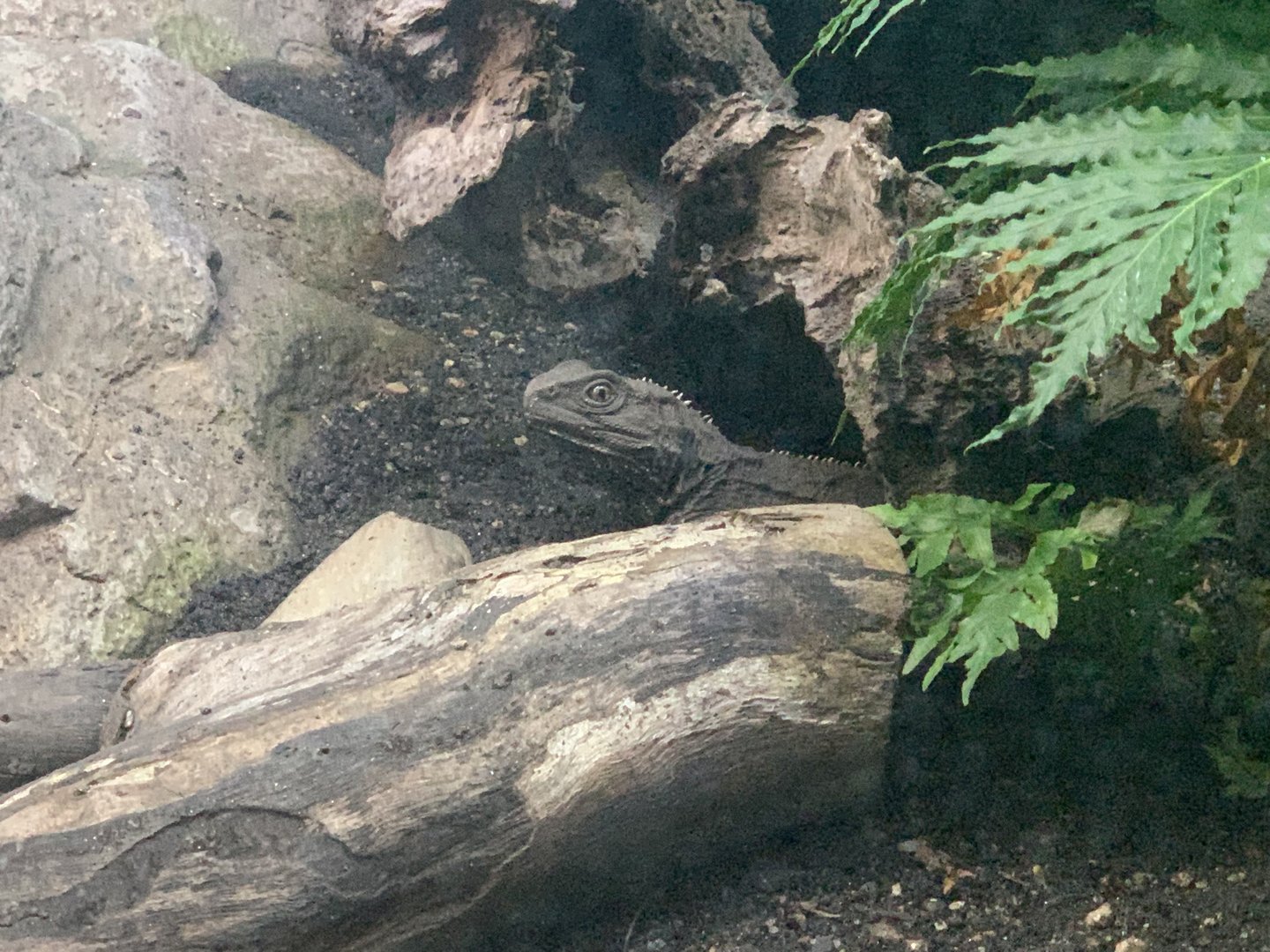 Tuatara in Reptile Complex