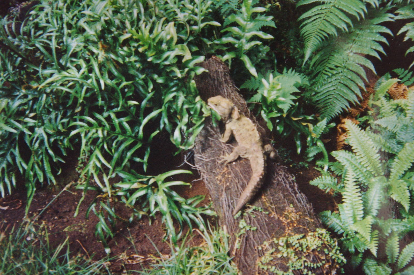 tuatara, Invercargill Museum Tuatarium