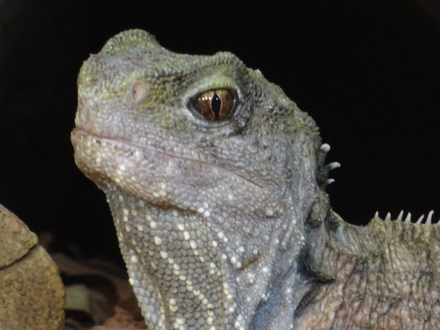 Tuatara, July 2019