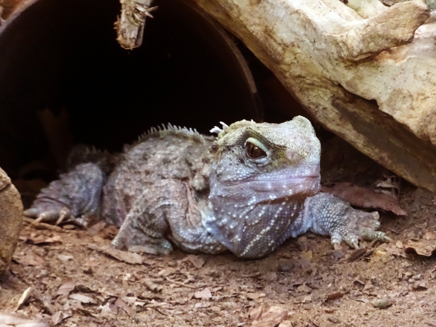 Tuatara, July 2019