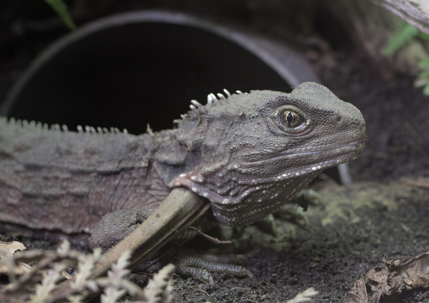 Tuatara juvenile