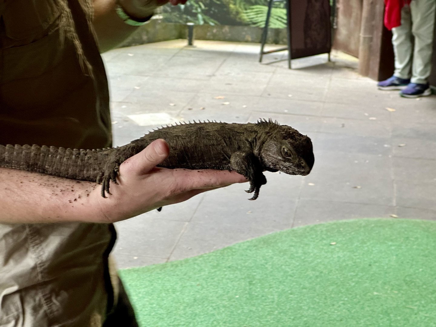 Tuatara (Keeper Talk)