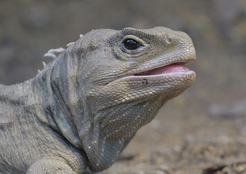 Tuatara male
