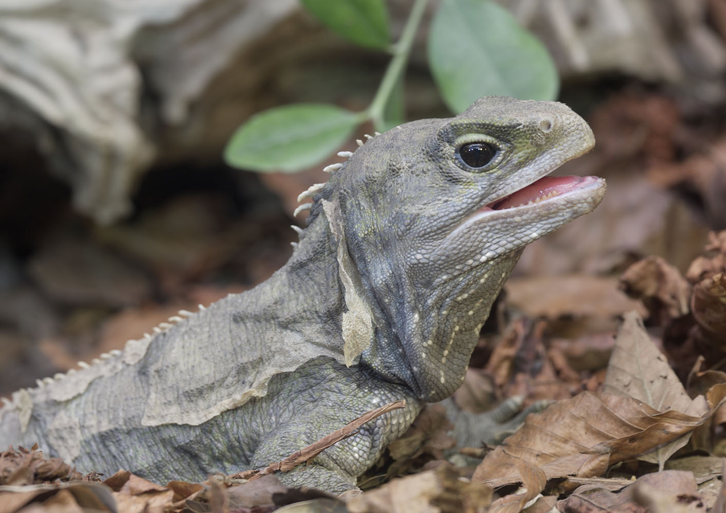 Tuatara male