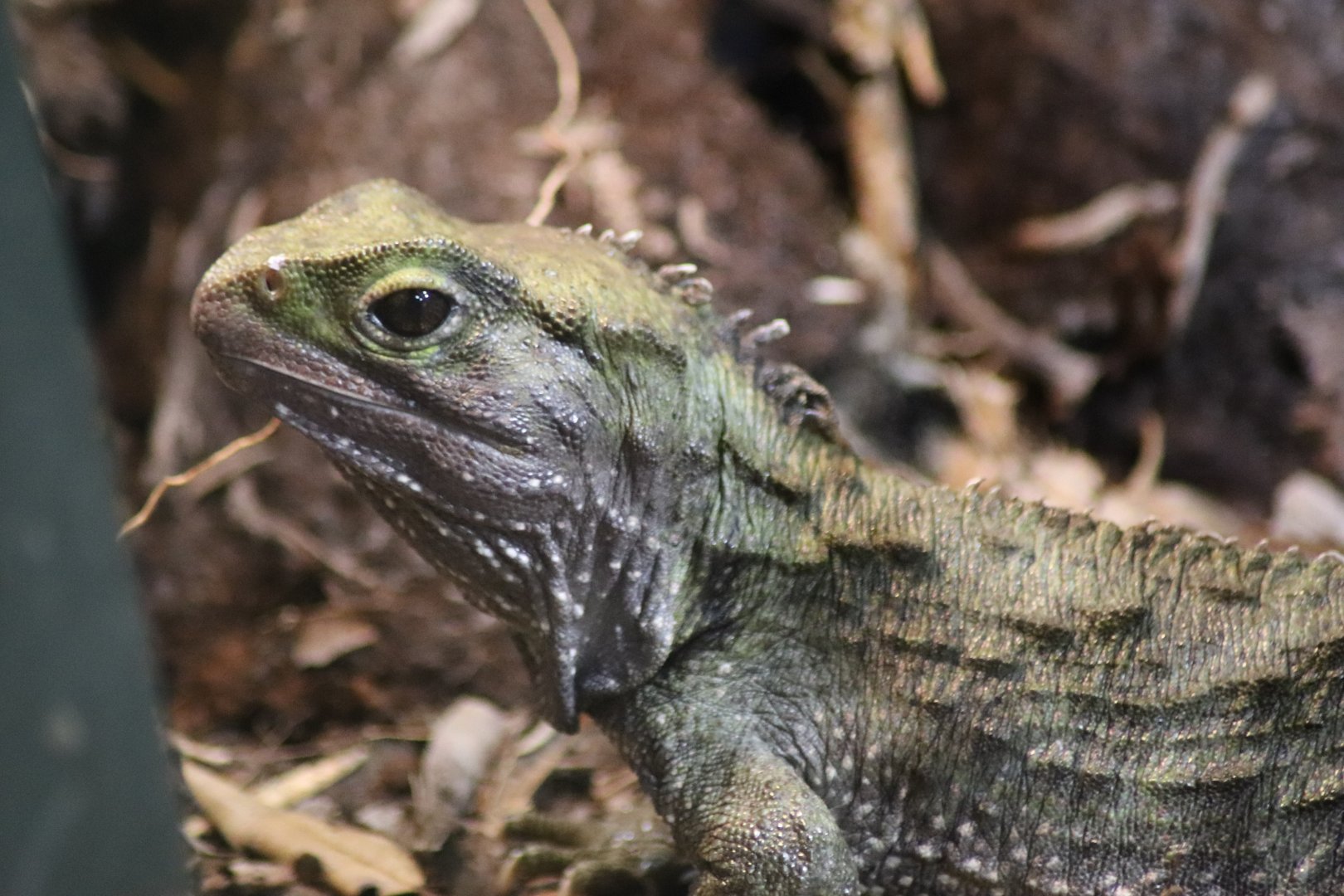 Tuatara Portrait