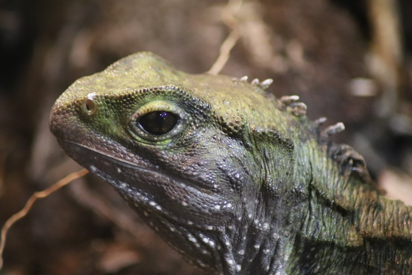 Tuatara Portrait