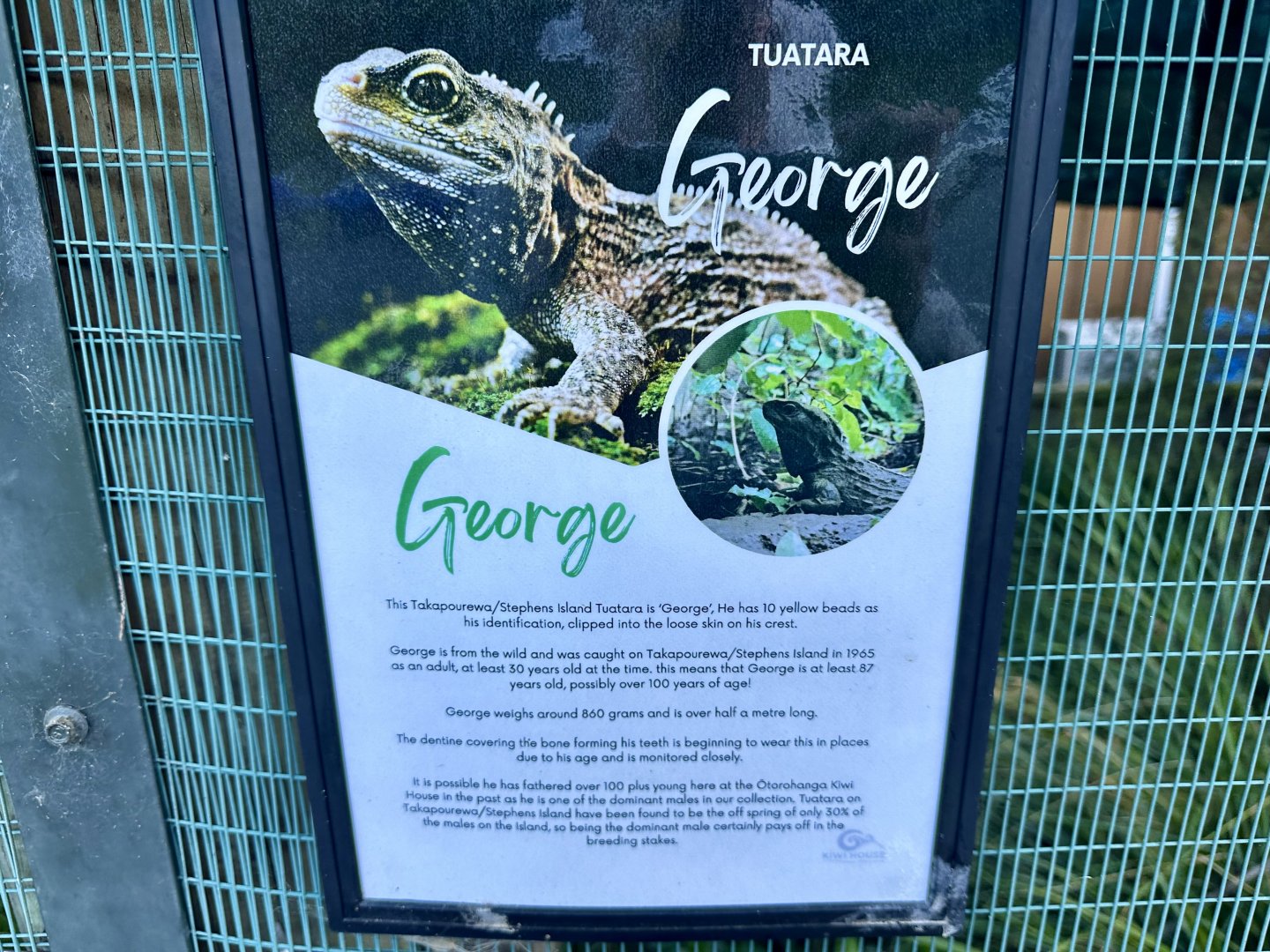 Tuatara Profile (George)