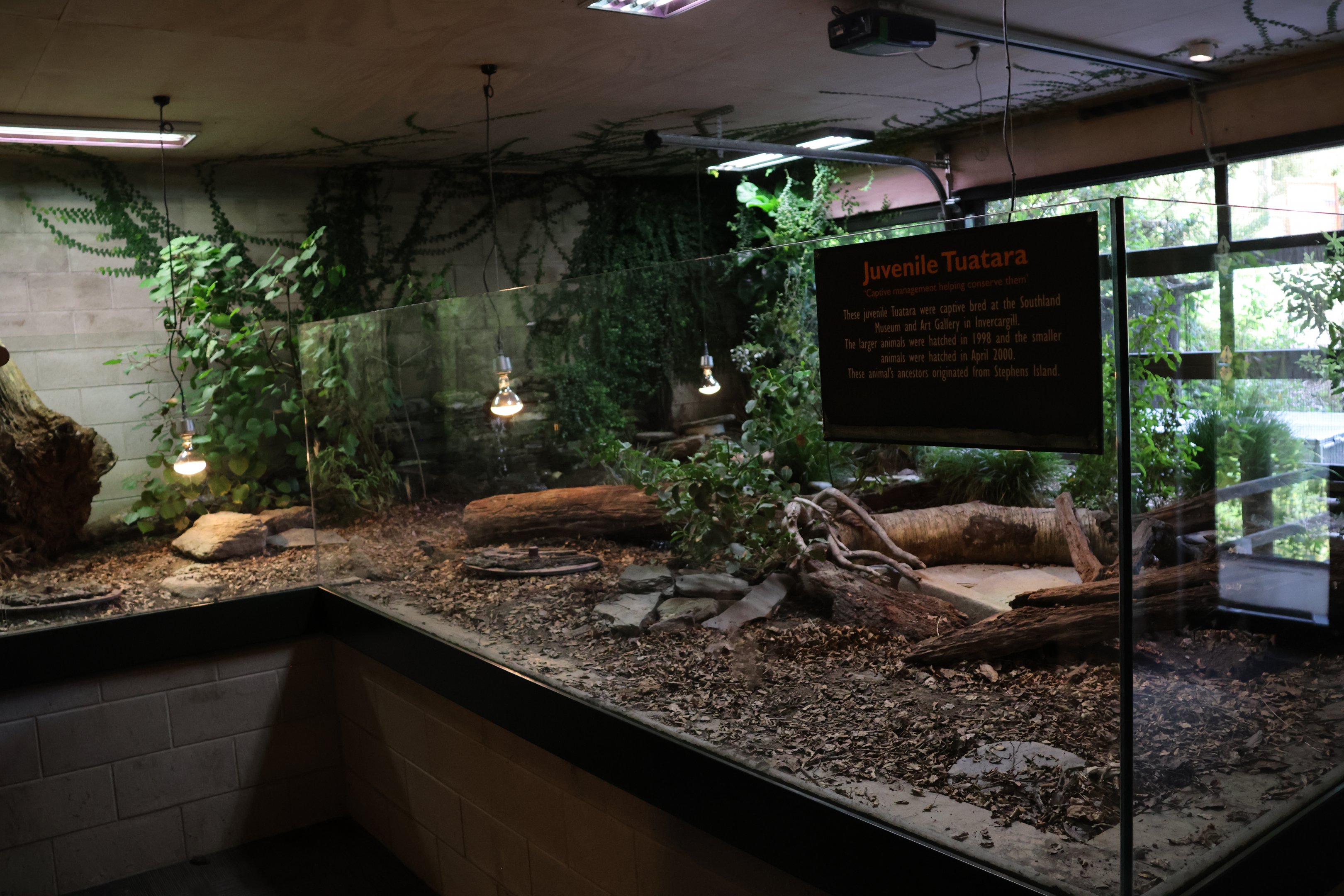 Tuatara room: Enclosure for large juvenile Tuatara