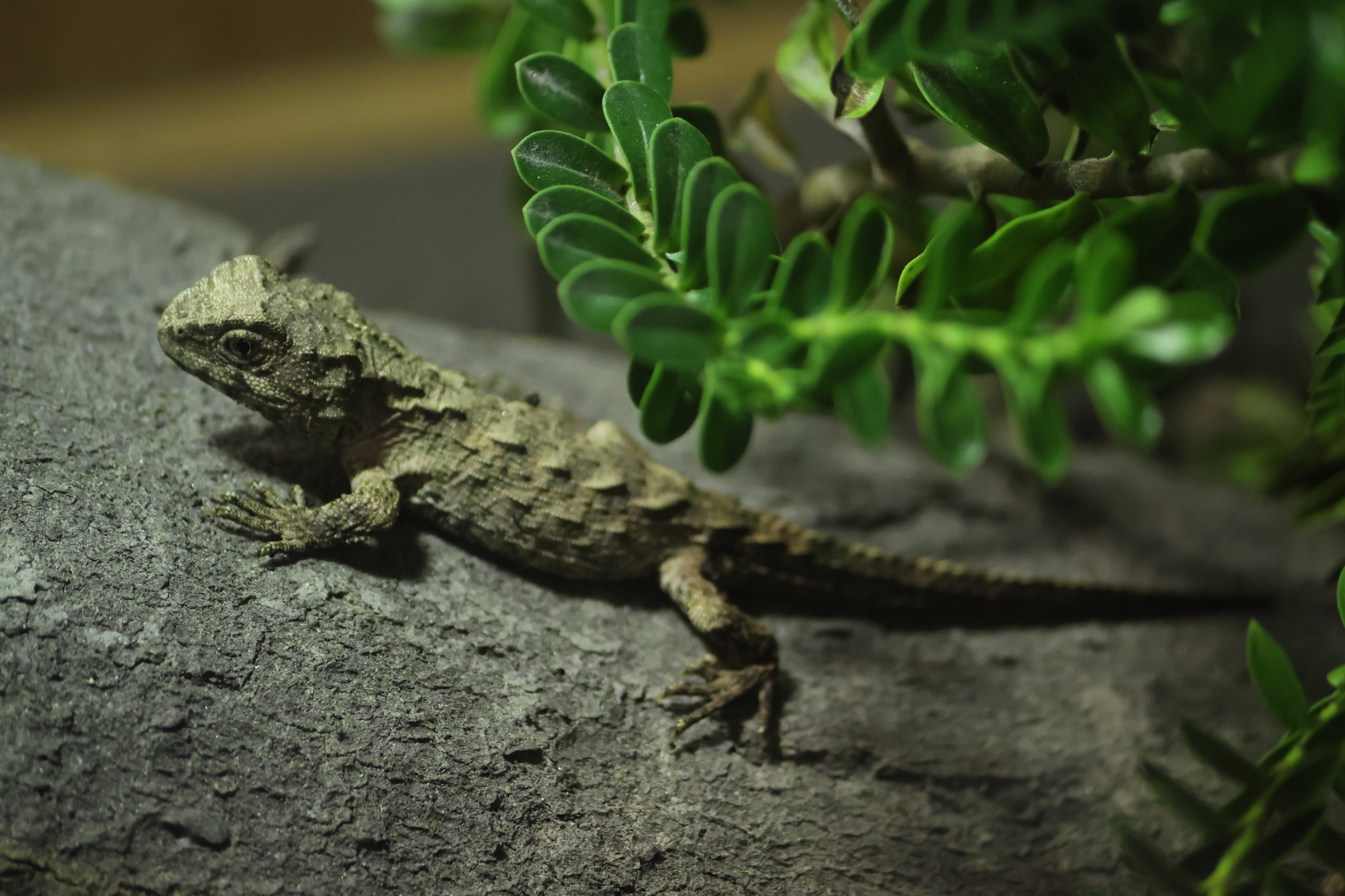 Tuatara room: Extremely small baby Tuatara (Sphenodon punctatus)