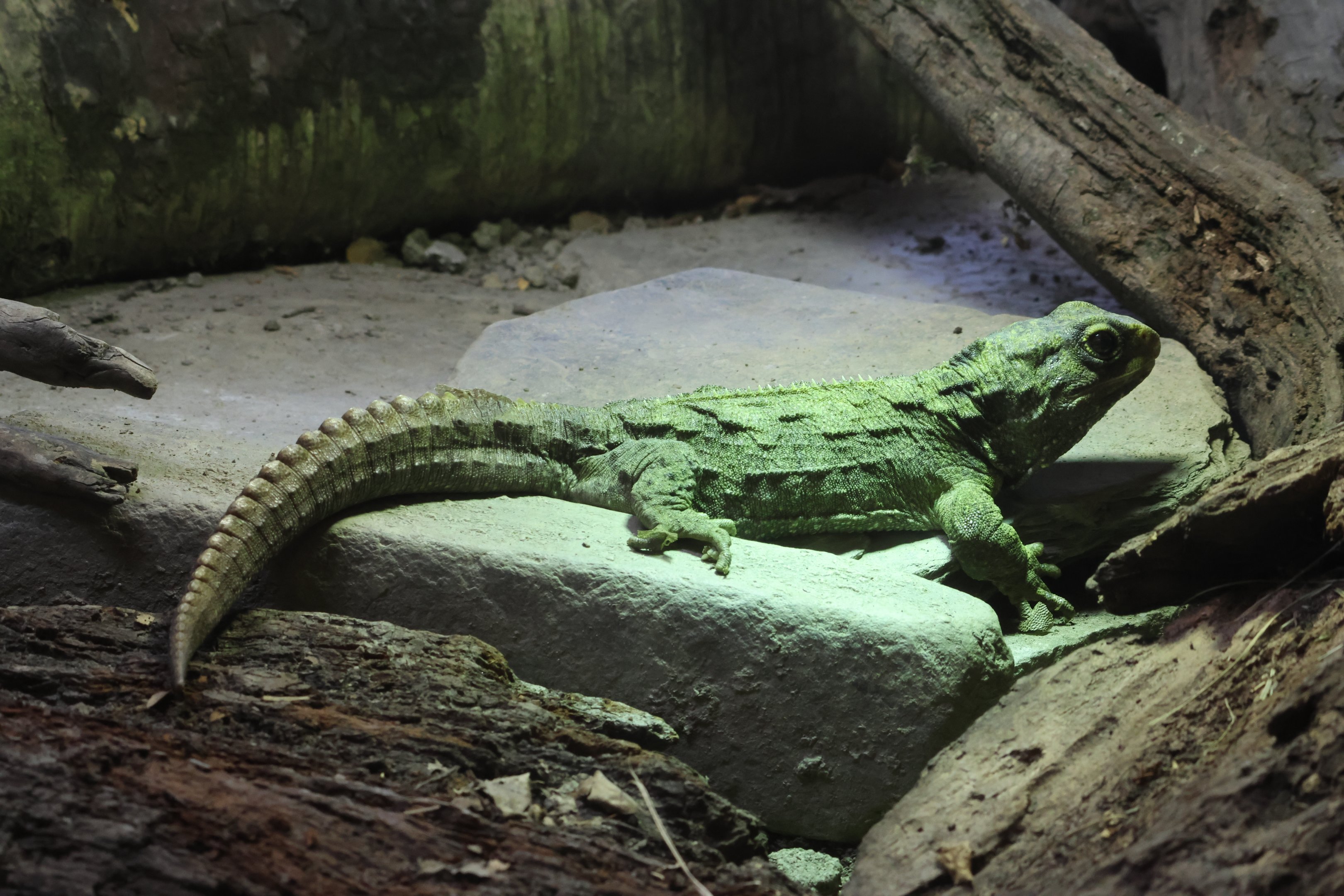 Tuatara room: Large juvenile Tuatara (Sphenodon punctatus)