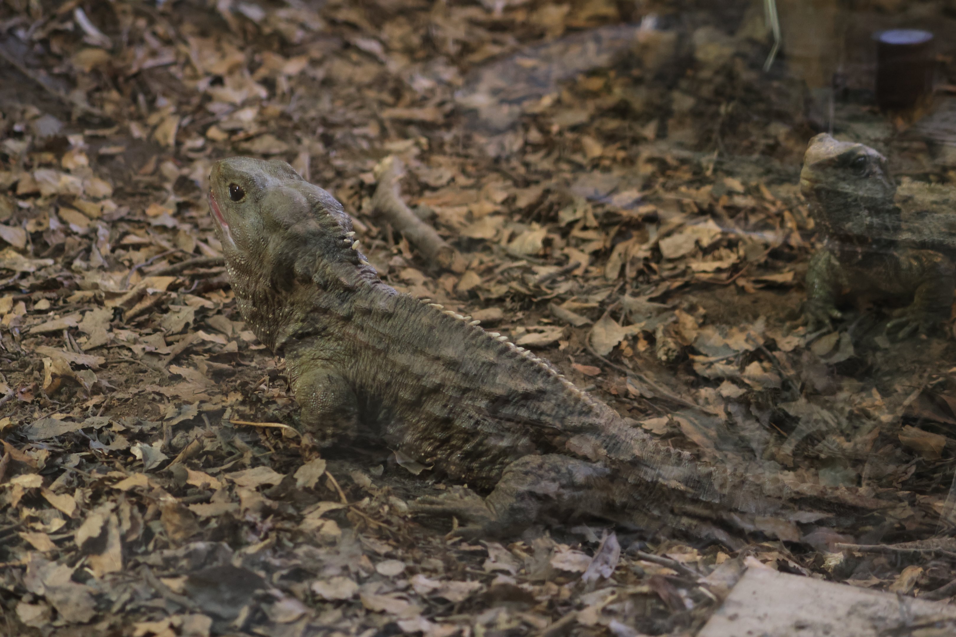 Tuatara room: Large juvenile Tuatara (Sphenodon punctatus)