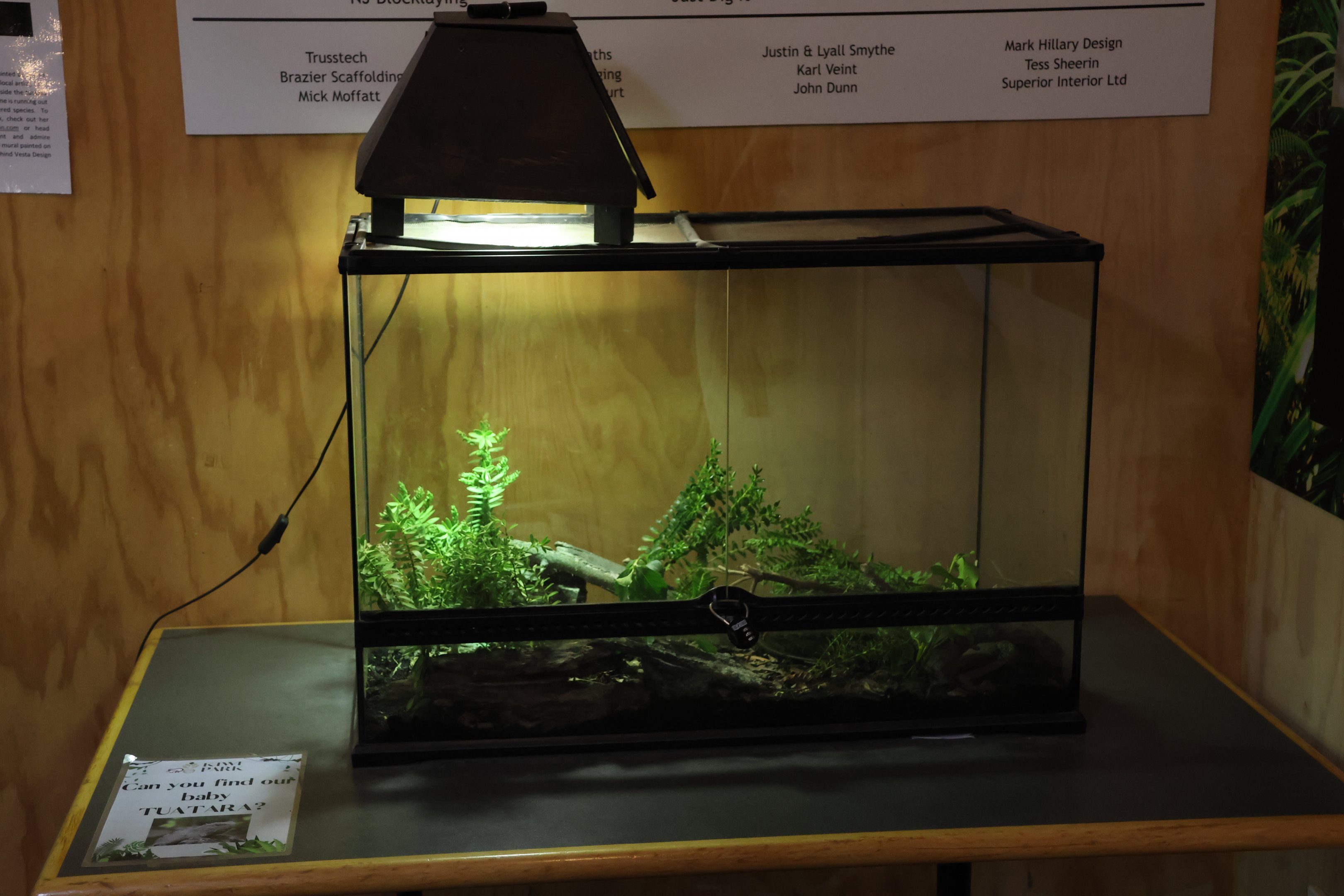 Tuatara room: Terrarium for baby Tuatara