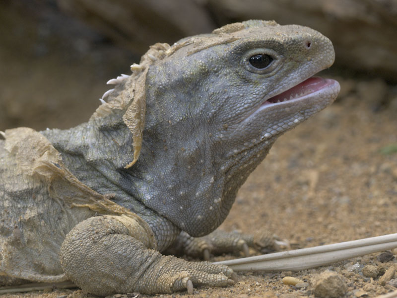 Tuatara shedding