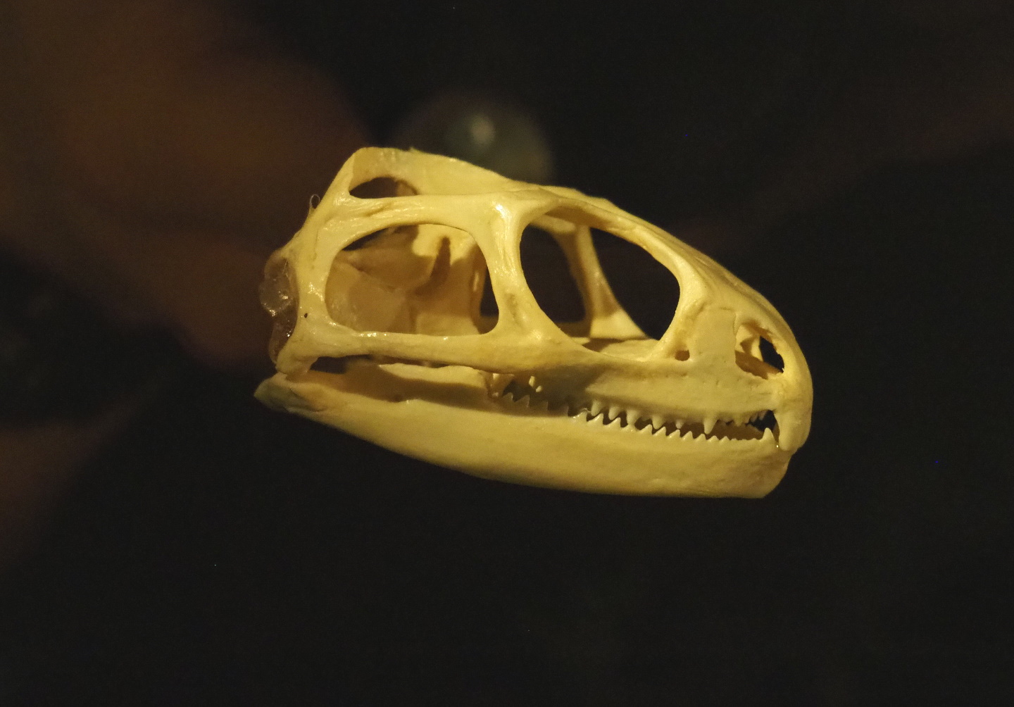 Tuatara skull (Sphenodon punctatus), 2021-07-17