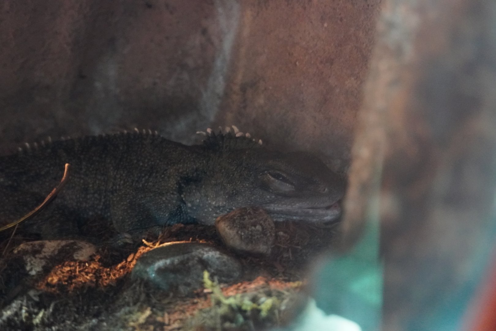 Tuatara Sleeping