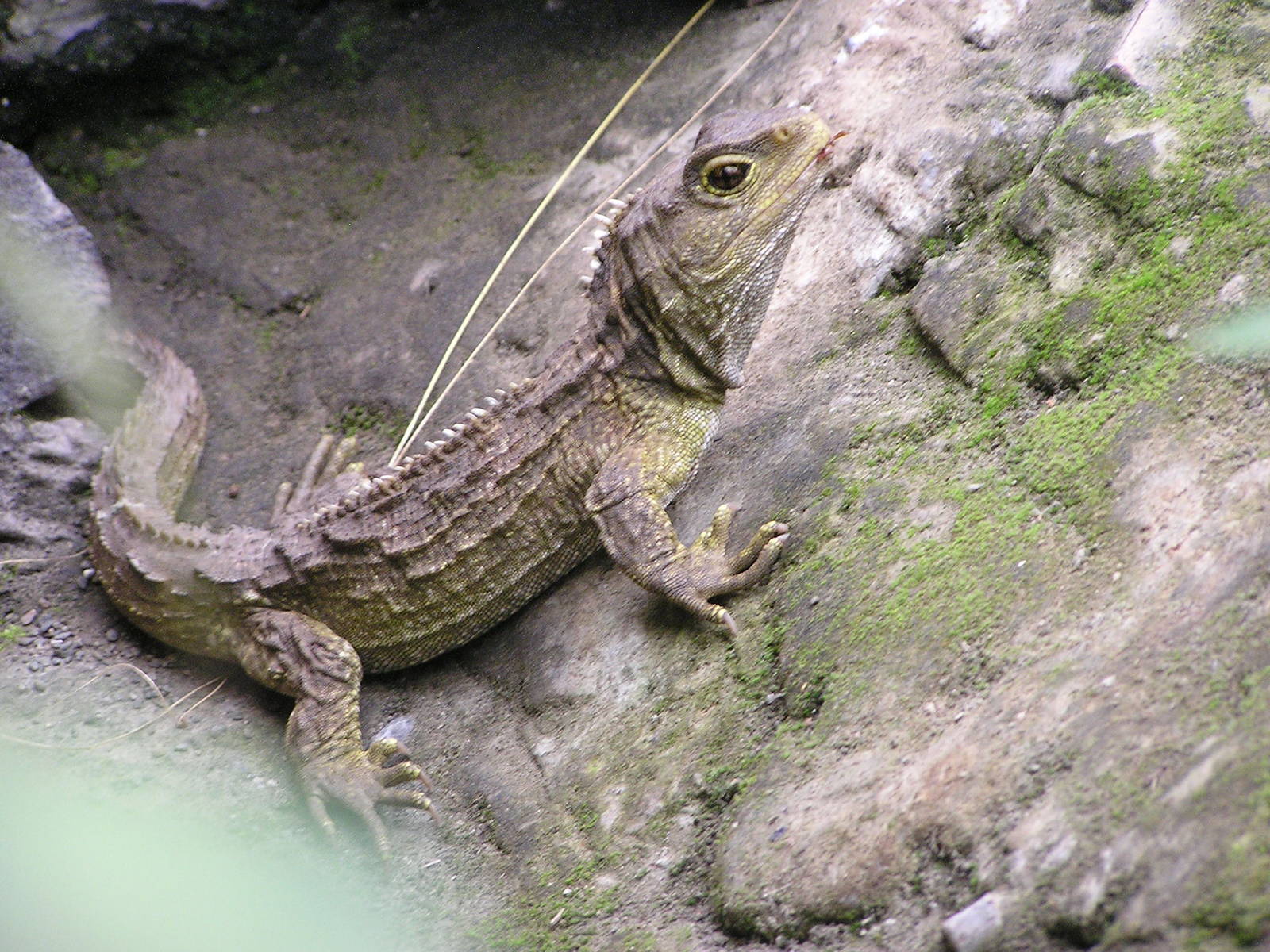 Tuatara/ Sphenodon punctatus  2005