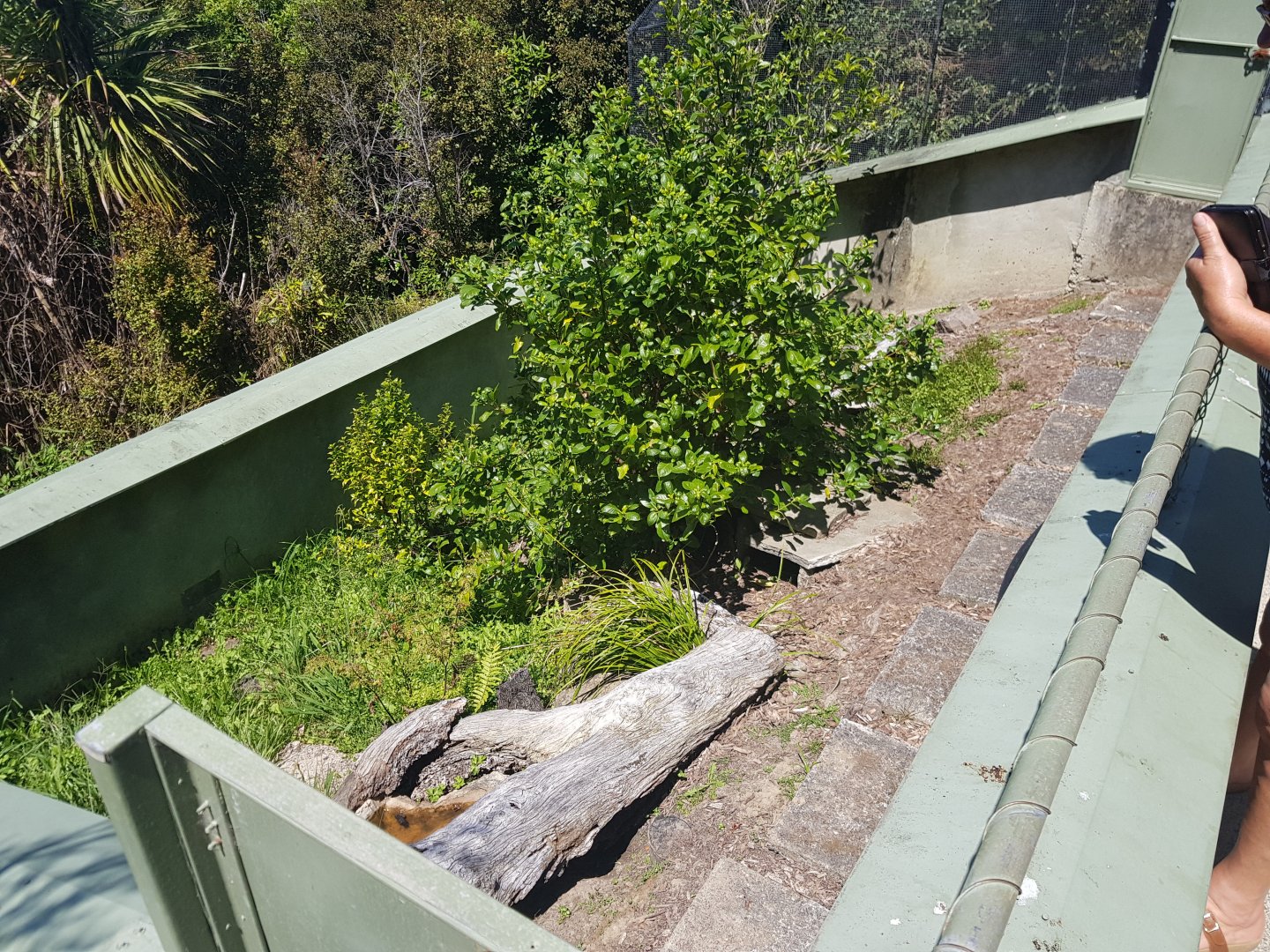 Tuatara (Sphenodon punctatus) enclosure