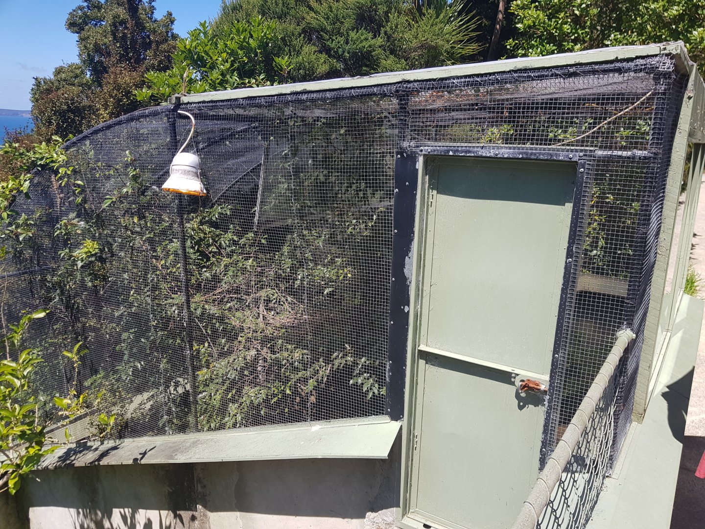 Tuatara (Sphenodon punctatus) enclosure
