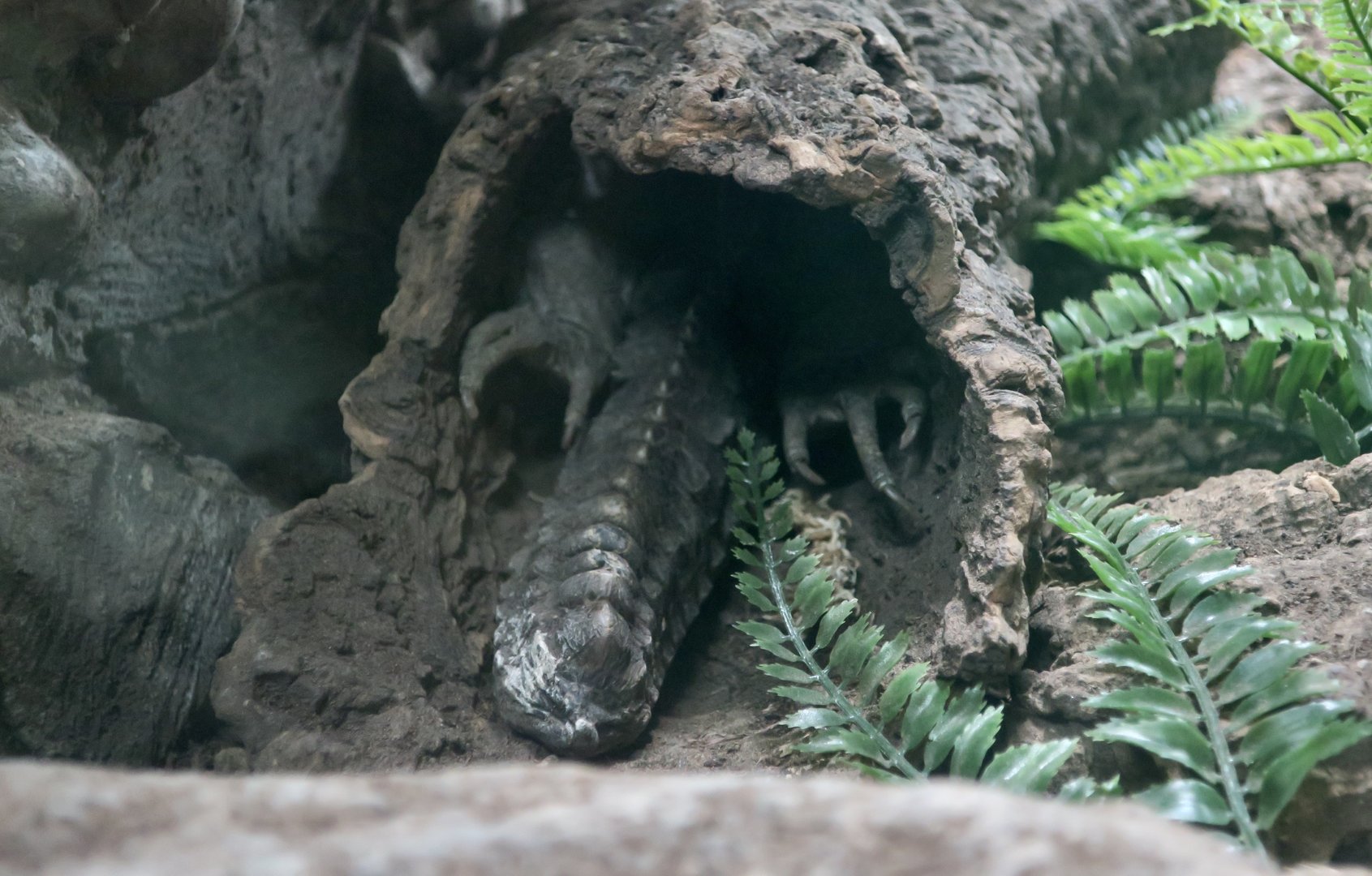 Tuatara (Sphenodon punctatus) tail