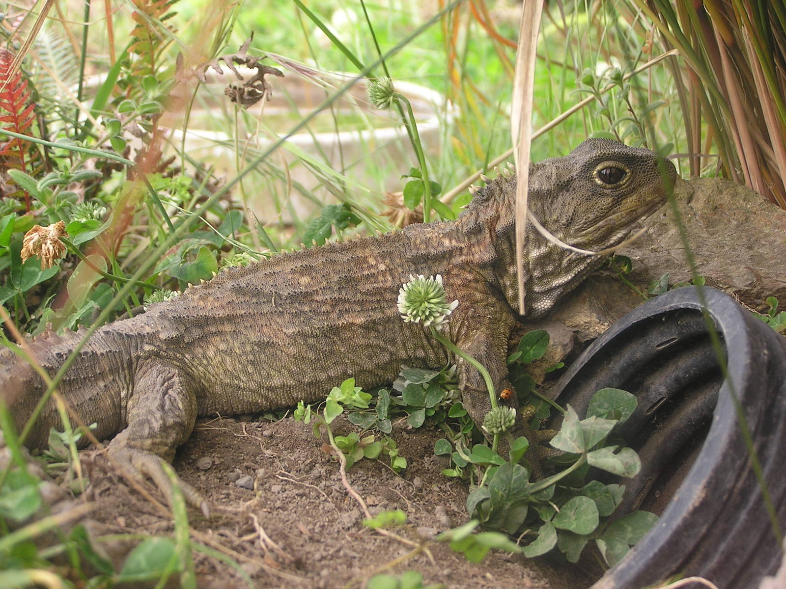 Tuatara/ Sphenodon punctatus
